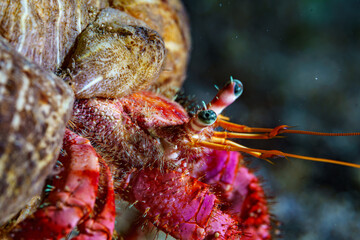 Hermit crab