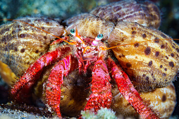 Hermit crab