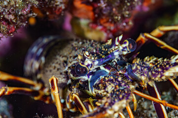 close up of a lobster