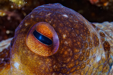 close up of an octopus