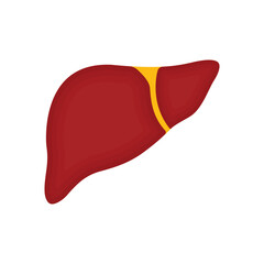 Human liver icon. Flat illustration of human liver vector icon for web design
