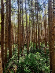 Naklejka premium forest in autumn