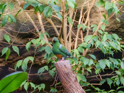 Gr&uuml;ner und orangefarbener Vogel auf einem Baumstumpf