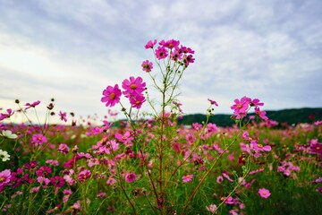 Fototapeta premium 山の前に広がるコスモス畑