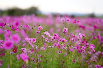 Obraz premium 山の前に広がるコスモス畑