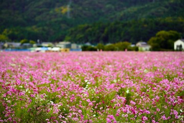 Fototapeta premium コスモス畑が一面ピンクに染まる秋の景色