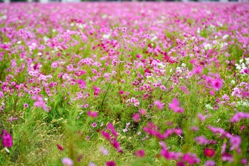 コスモス畑が一面ピンクに染まる秋の景色