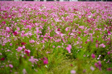 Fototapeta premium コスモス畑が一面ピンクに染まる秋の景色