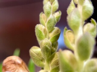 Macro Shot of Fuzzy Green Plant Buds