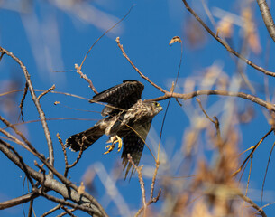 merlin taking flight