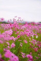 コスモス畑が一面ピンクに染まる秋の景色 © こつくわ