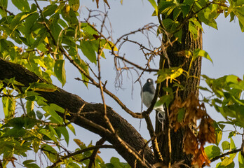 dark eyed junco in the morning sun