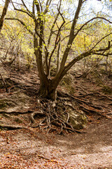 A large tree with sprawling, exposed roots grows on a slope in a forest during autumn. 