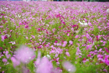 Fototapeta premium コスモス畑が一面ピンクに染まる秋の景色