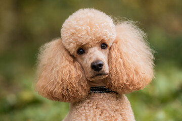 Close-up portrait of adorable peach poodle head and facelooking straight ahead, outside