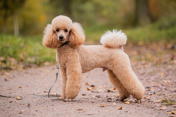 Full-length portrait of obedient trained peach poodle dog standing in a stand in an autumn park.