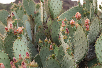 close up of cactus