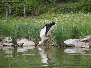Wundersch&ouml;ner Storch