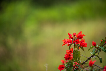 Vibrant Bougainvillea Plant with Orange Petals