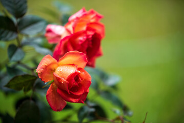 Fototapeta premium Fresh Orange Rose Flower in Full Bloom