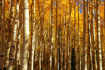 Obraz premium Colorado Aspen Autumn