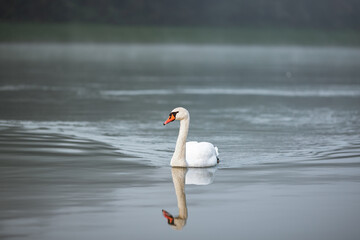 A white swan swimming in water in the river Drava in Maribor. It's an wild animal