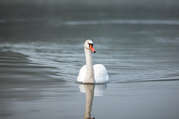 A white swan swimming in water in the river Drava in Maribor. It's an wild animal