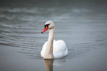 Obraz premium A white swan swimming in water in the river Drava in Maribor. It's an wild animal