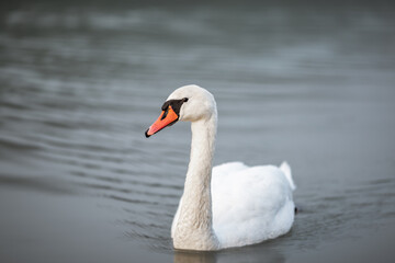 A white swan swimming in water in the river Drava in Maribor. It's an wild animal