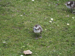 Enten auf einen Wiese