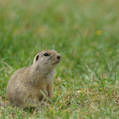 Portrait of a european Ground Squirrel also known as 