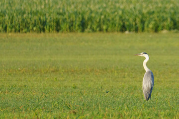 Grey heron standing in the meadow