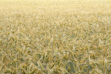 View on a wheat field ripe and golden glowing