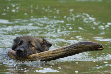 A purebred german shepard dog swimming in the water