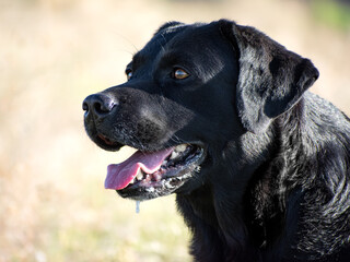 The Big Black Dog: Labrador Retriever (3)