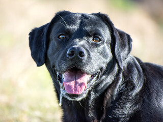 The Big Black Dog: Labrador Retriever (2)
