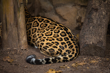 Obraz premium Leopard Resting in Rocky Cave