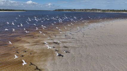 Natural coastal wetlands along Florida coastline at St Augustine beach during a sunny warm day