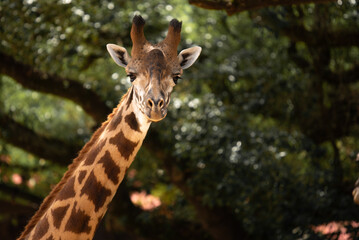 Majestic Giraffe in Captivity at the Houston Zoo
