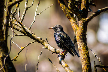 blackbird on a branch