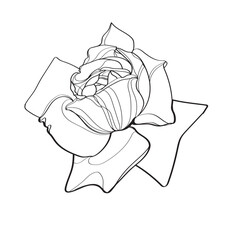 hand drawn rose