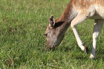 Fototapeta premium beautiful fallow deer eating grass