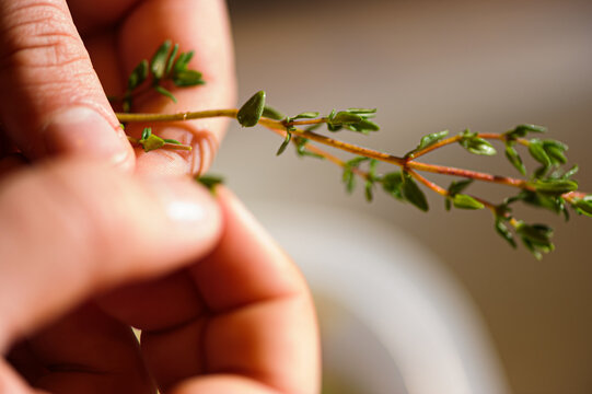 Macro shot of hands trimming a stalk of thyme