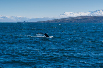 Fototapeta premium Ich tauch dann mal ab