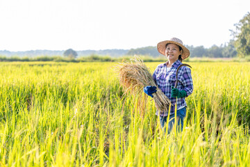 Portrait a female farmer one hand holding harvested rice,other hand holding a sickle standing in organic rice field,concept of traditional,seasonal rice harvest