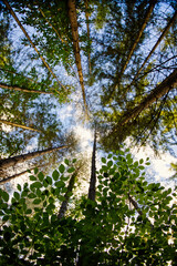 Fototapeta premium Forêt ciel arbre