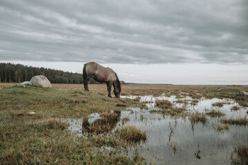 Semi-wild konik polski horse grazing at Engure Lake Nature Park, Latvia at summer © Julija