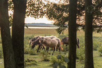 Group of Semi-wild Konik Polski horses are grazing at Engure Lake Nature Park, Latvia © Julija