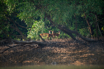 Sundarban