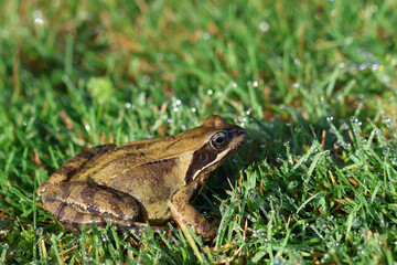 Brown frog in the green grass. Close-up of Rana temporaria.